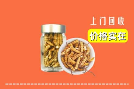 诚信求购:文山州马关高价回收散虫草